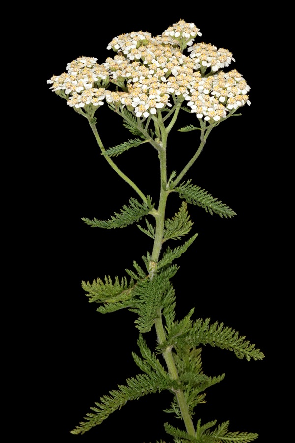 Achillea millefolium — Achillée millefeuille