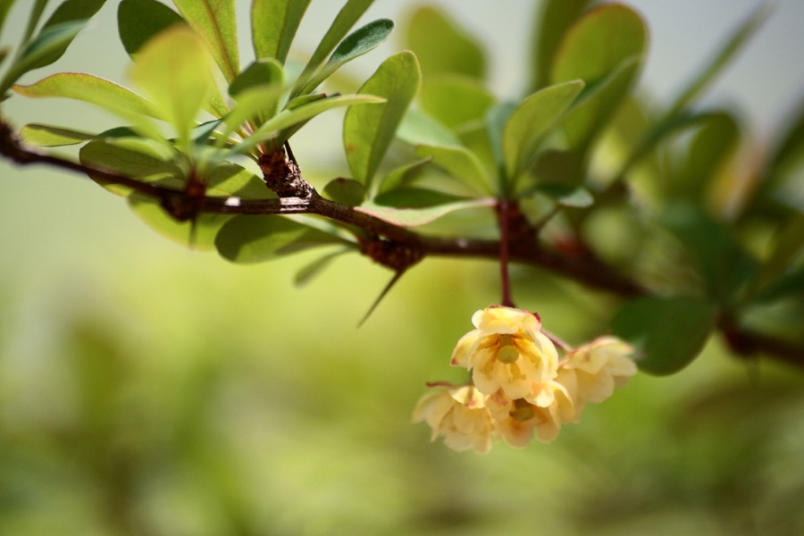 Berberis thunbergii — Épine-vinette de Thunberg