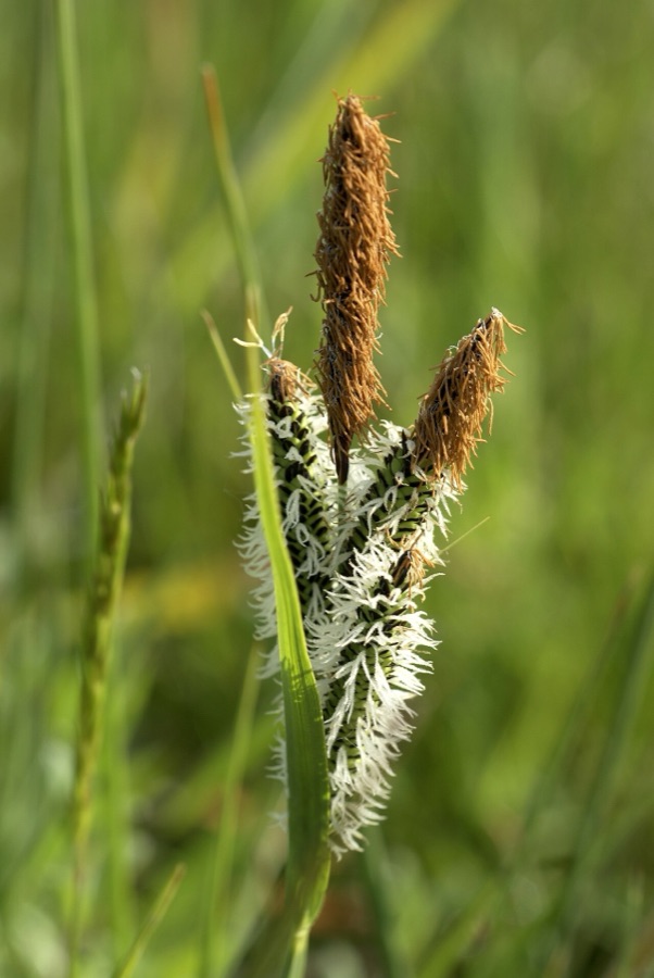 Carex elata — Laîche élevée