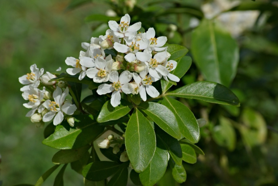 Choisya ternata — Oranger du Mexique