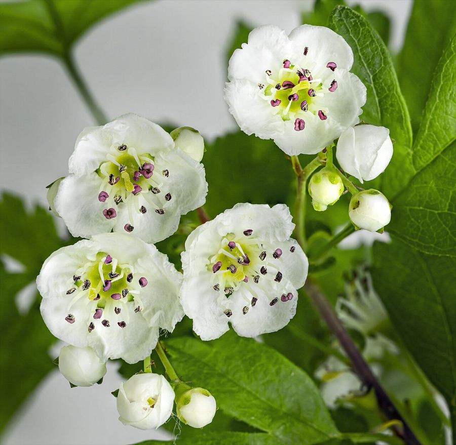 Crataegus monogyna — Aubépine monogyne