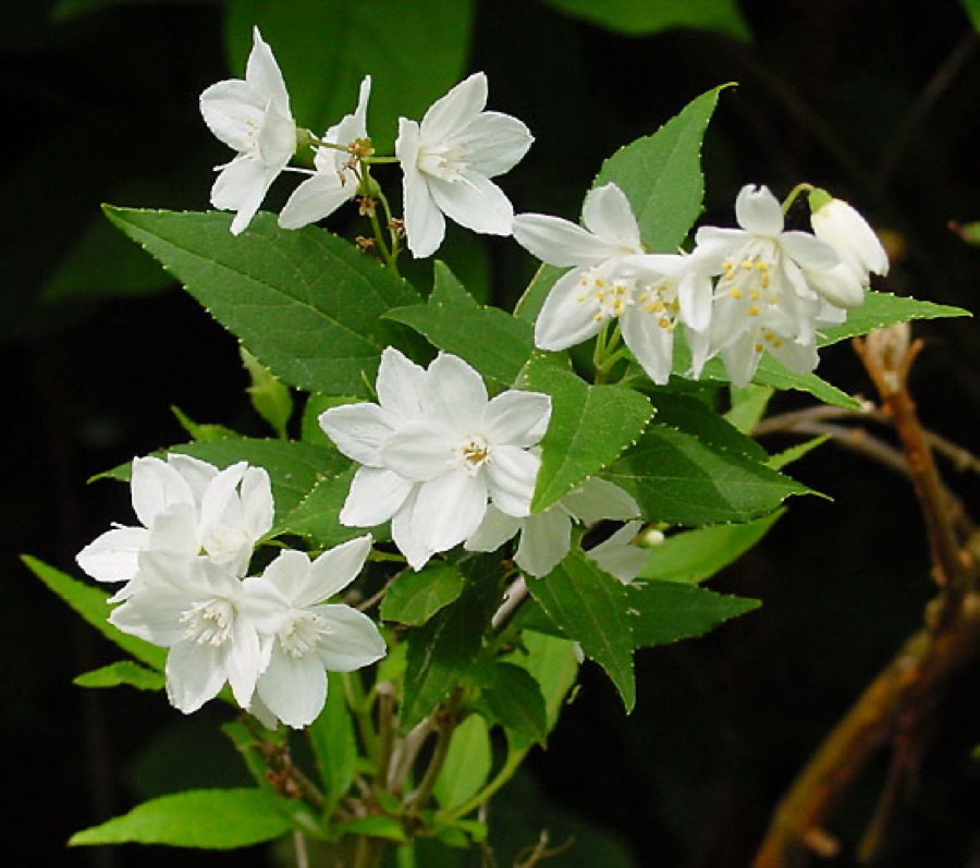 Deutzia gracilis — Deutzie gracile