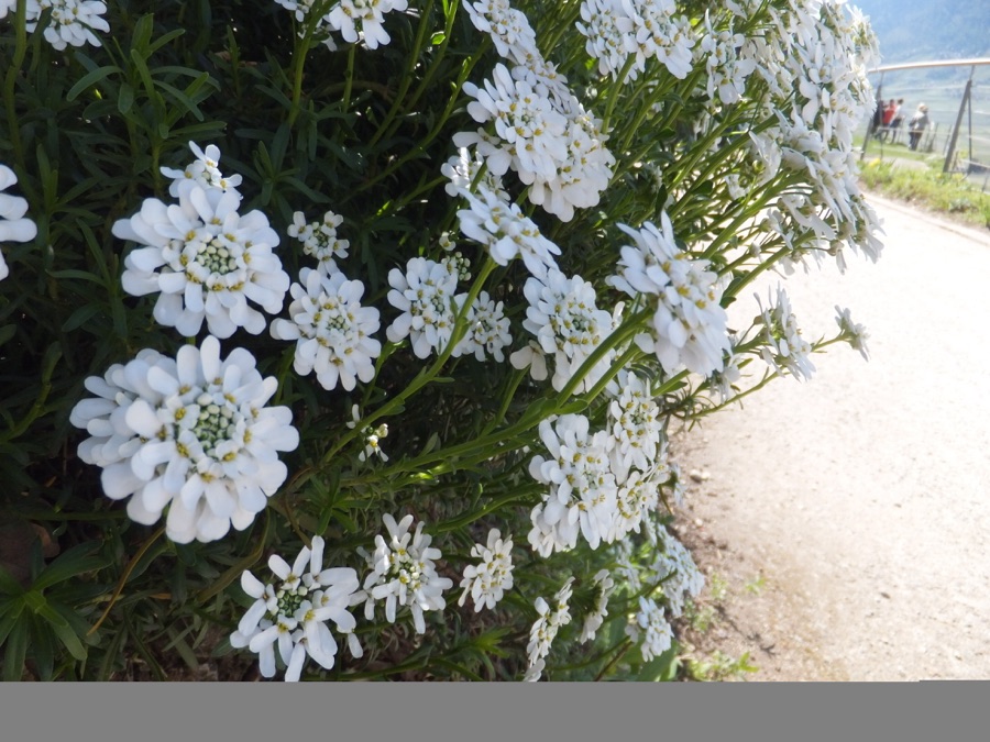 Iberis sempervirens — Corbeille d'argent