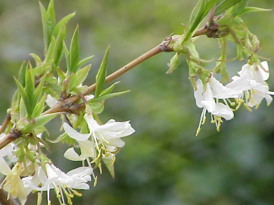 Lonicera fragrantissima — Chèvrefeuille d'hiver