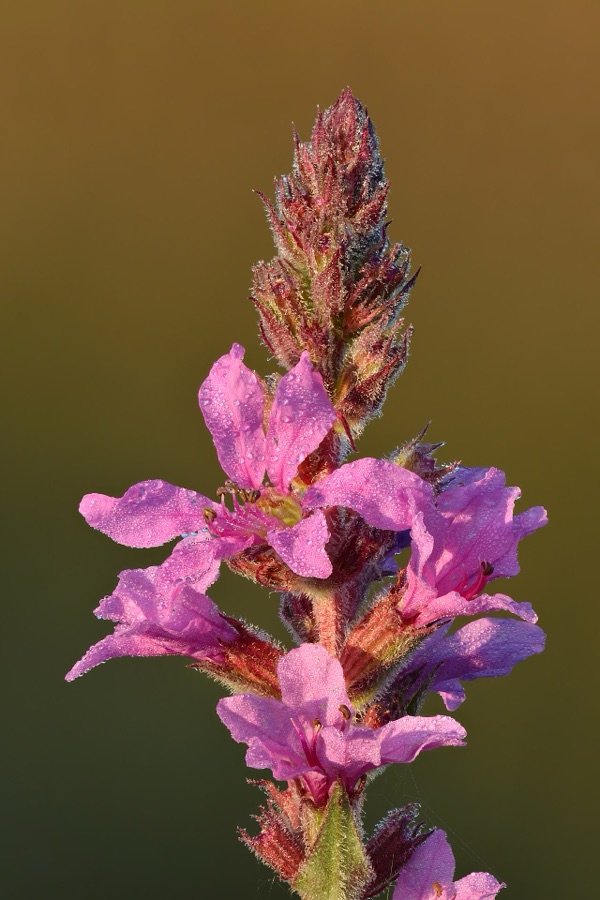 Lythrum salicaria — Salicaire commune
