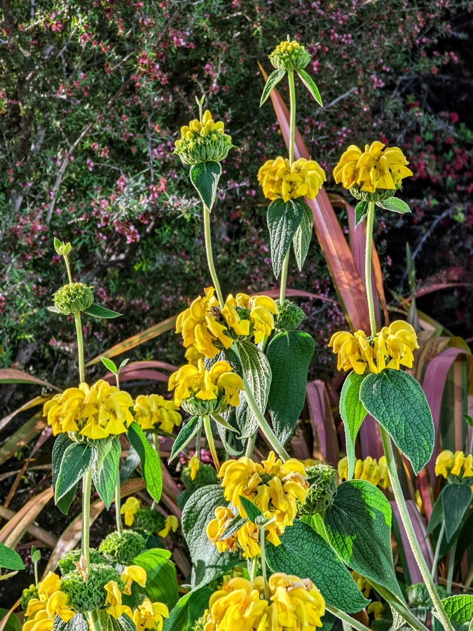 Phlomis russeliana — Phlomis de Russell