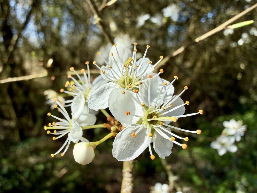 Prunus spinosa — Prunellier