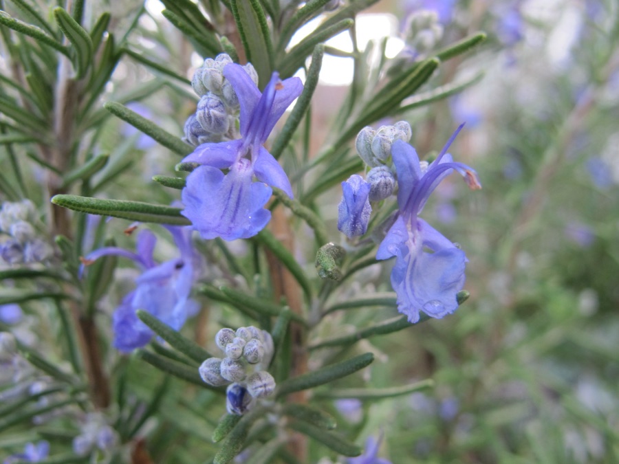 Rosmarinus officinalis — Romarin officinal