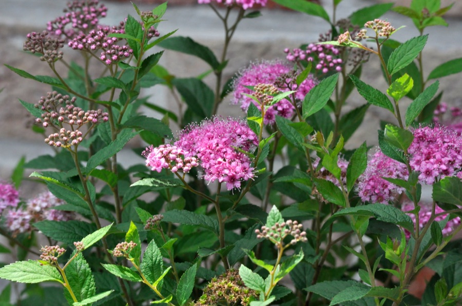 Spiraea japonica — Spirée du Japon
