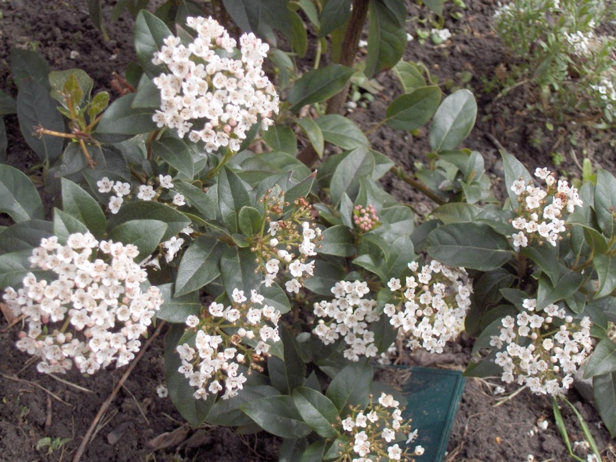 Viburnum tinus — Laurier-tin