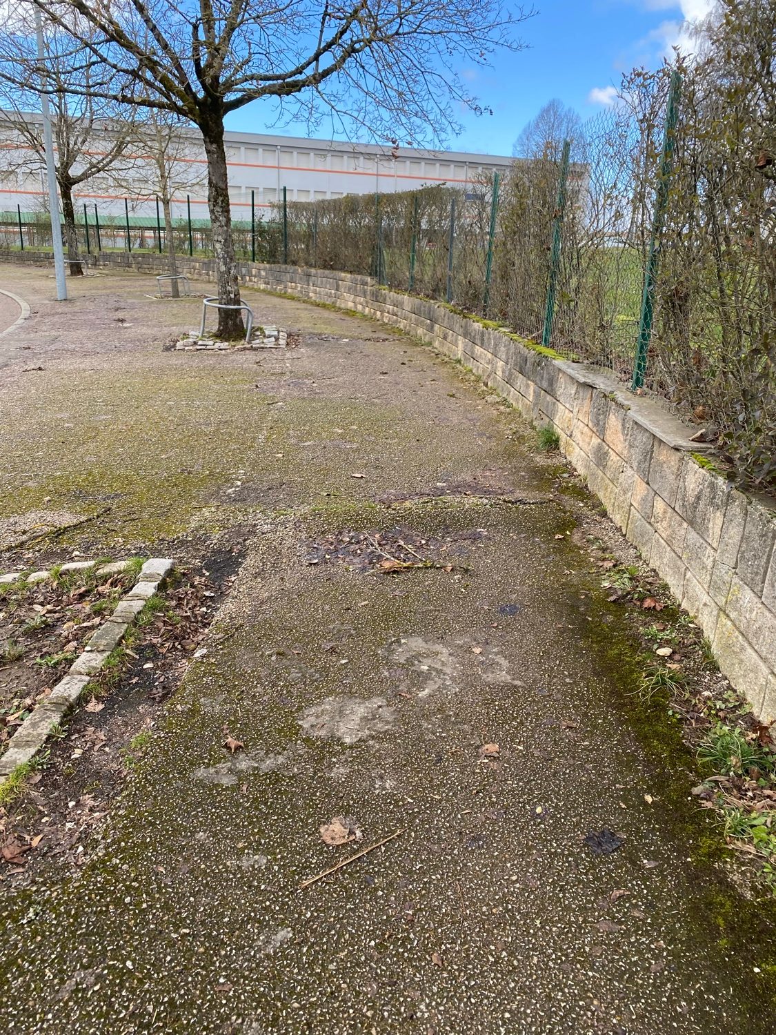 Revêtement du trottoir soulevé par les racines des arbres
