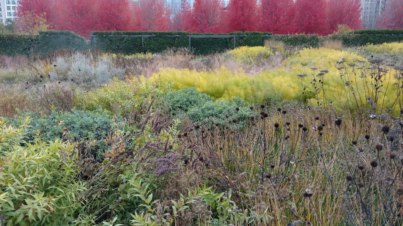 Lurie Garden, Chicago, à l'automne : graines, silhouettes sèches et graminées gardent toute leur beauté hors floraison.
